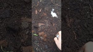 Пересадка саженца голубики Инвитро.