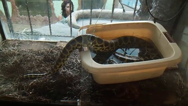 Тропик парк в Евпатории смотреть онлайн