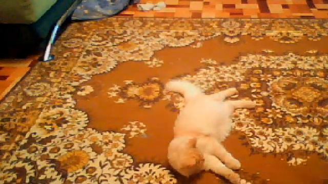 мой котенок!!! смотреть онлайн