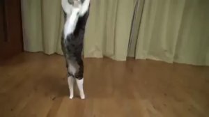 Коты-прыгуны