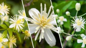 மலர் மருத்துவம் CLEMATIS - THIRD REMEDY - DR.BACH (3)