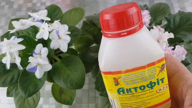 Купили фіалки, що треба робити|Як правильно обробляти фіалки смотреть онлайн