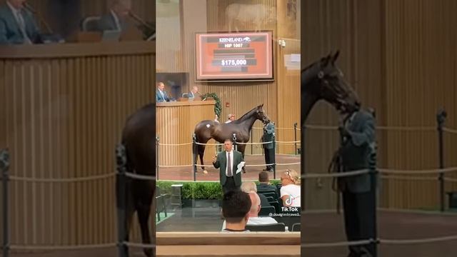 аукцион самый дорогой лошадь смотреть онлайн