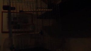 Попугай пародирует звук сигналки