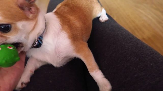 Мой лучший антидепрессант ?Чихуахуа ЛИЗИ смотреть онлайн