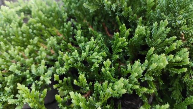 Можжевельник Принц Уэльский смотреть онлайн