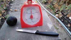 Диплоидная слива Фриар