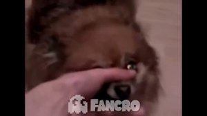 Dame Tu Cosita (Cover Animales)