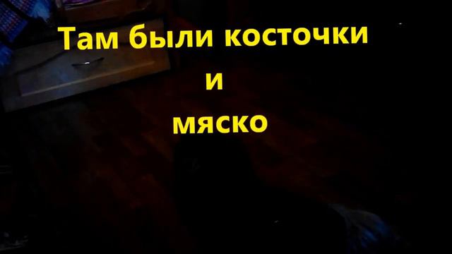 ***Моя собака поёт??? ***Джесс пекинес поёт колыбельную о жизни под гармошку*** смотреть онлайн