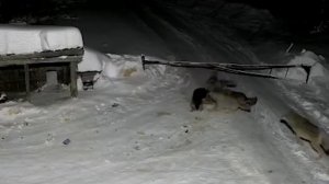 Волки в Чувашии разорвали ОВЧАРКУ