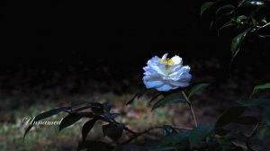 Camellia, Earth Gift,    4K,  11-10- 20