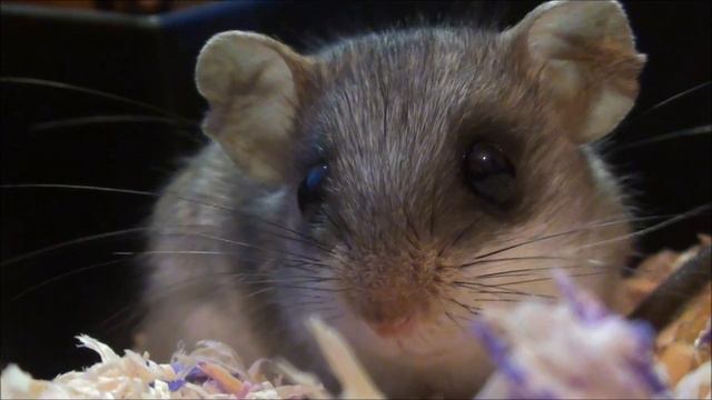 Acacia Rat: Rowland Talking смотреть онлайн