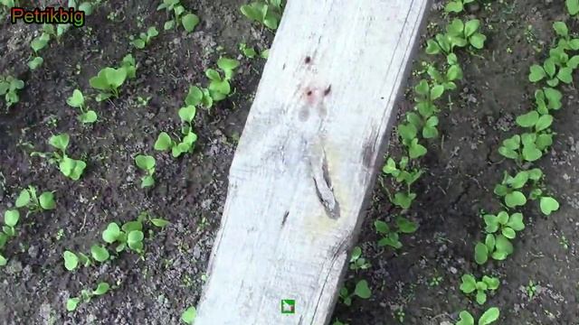 Взошла редиска смотреть онлайн