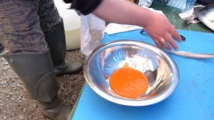 Сцеживание икры у хариуса-самки.