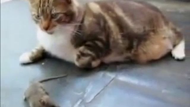 Мышь гоняет кота! смотреть онлайн