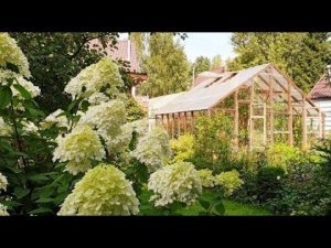 ЖАРКИЙ август.ЗАСУХА.Что сейчас в теплице ТОМАТЫ Ии ПЕРЕЦ