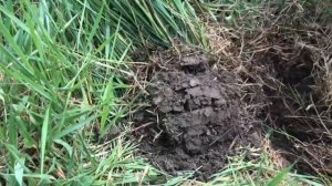 Коп на берегу Кубани