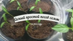 Простой способ посева семян, без заморочек.