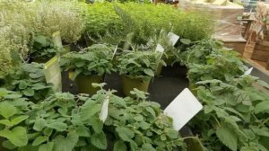 ПРЯНЫЕ ТРАВЫ - ДЛЯ ЕДЫ И ЗДОРОВЬЯ! | #592