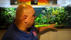 #aquascaping #Акваскейпинг. #Акваскейп. Аквариум на 200 литров. Без удобрений, СО2, на песке.