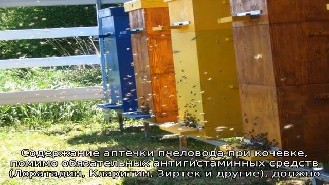 Содержание пчел