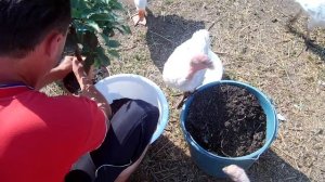 Цитрусовые на окне / Выращивание кумквата в домашних условиях