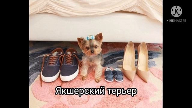 5 самых маленьких пород собак в мире!!!