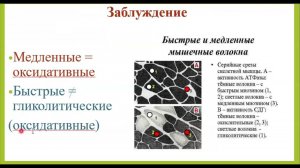 Красные и белые мышечные волокна. Лекция №3. Просто о сложном. Тренеру и спортсмену.