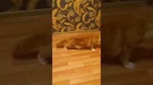 Мейн-кун течка