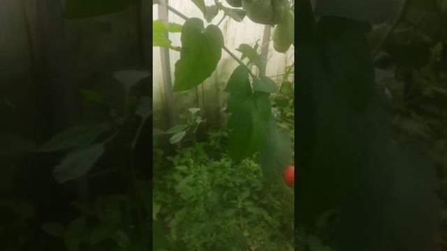 Не пожалеете сосадив томат Амурский тигр ??? ?? смотреть онлайн