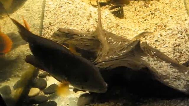 НАЙДИ СОТНИ ЧЕТЫРЕ РЫБ.wmv смотреть онлайн