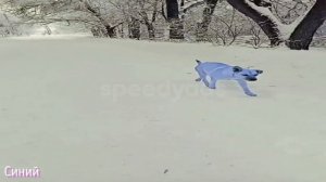 Зелёная собака, но она стала РАЗНЫХ ЦВЕТОВ