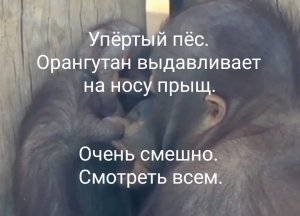 Упёртый пёс. Орагунтан выдавливает на носу прыщ. Очень смешно. Смотреть всем.