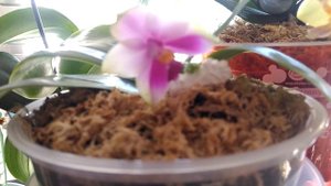 Орхидея Беллина расцвела😘первое домашнее цветение😉