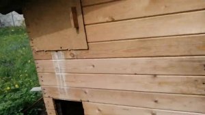 Кролики серый великан, крольчиха с крольчатами