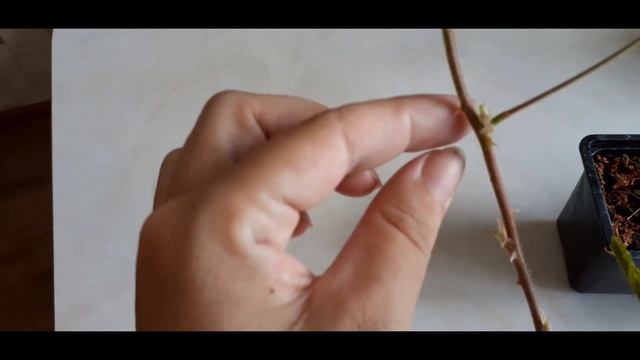Разоблачение мимозы. Недостатки.