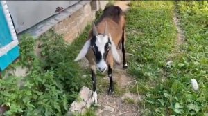 Как выбрать дойную козу и снизить цену!