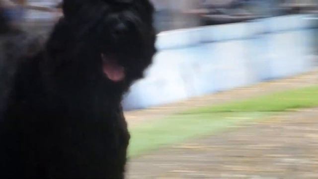 Цветизар из РД. 20 мес. ЧРКФ 29.08.20. смотреть онлайн