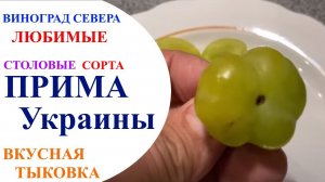 Виноград Прима Украины в северном Подмосковье или в погоне за бомбой
