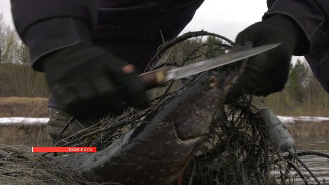 РЫБООХРАНА ПРОВОДИТ АКЦИЮ «ДЕНЬ БЕЗ СЕТЕЙ»