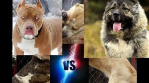 Кто сильнее кавказская овчарка или американский питбультерьер