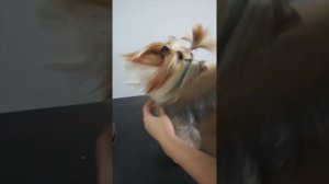 ГРУМИНГ ЙОРКА / Эпизод НОВОГО МАСТЕР-КЛАССА / ЙОРКШИРСКИЙ ТЕРЬЕР / GROOM SCHOOL