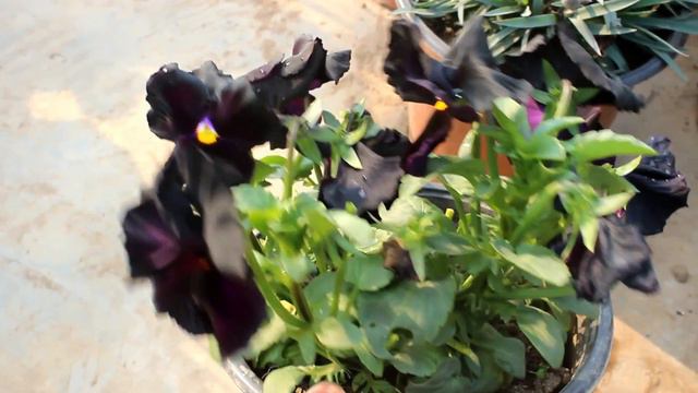 Rarest BLACK PANSY That I GREW From Seed! смотреть онлайн