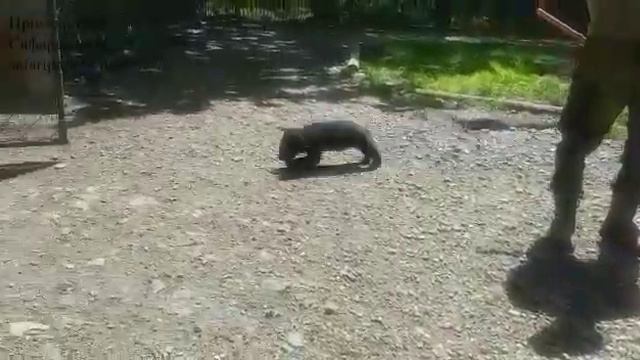 МЕДВЕЖАТА ОСВОИЛИСЬ смотреть онлайн