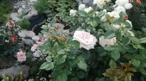 Розы цветут в саду двух котов ???