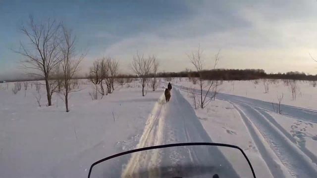 Walk with wild boars in the reserve смотреть онлайн
