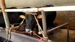 UY SHAROITIDA  NOVVOS BOQISH BIZNESI YANGICHA USULLARI