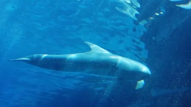 ДЕЛЬФИНЫ! Очень умные млекопитающие смотреть онлайн