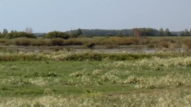 парни пытаются добыть дичь!!! смотреть онлайн