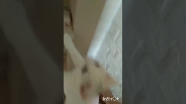 кошки-мышки смотреть онлайн